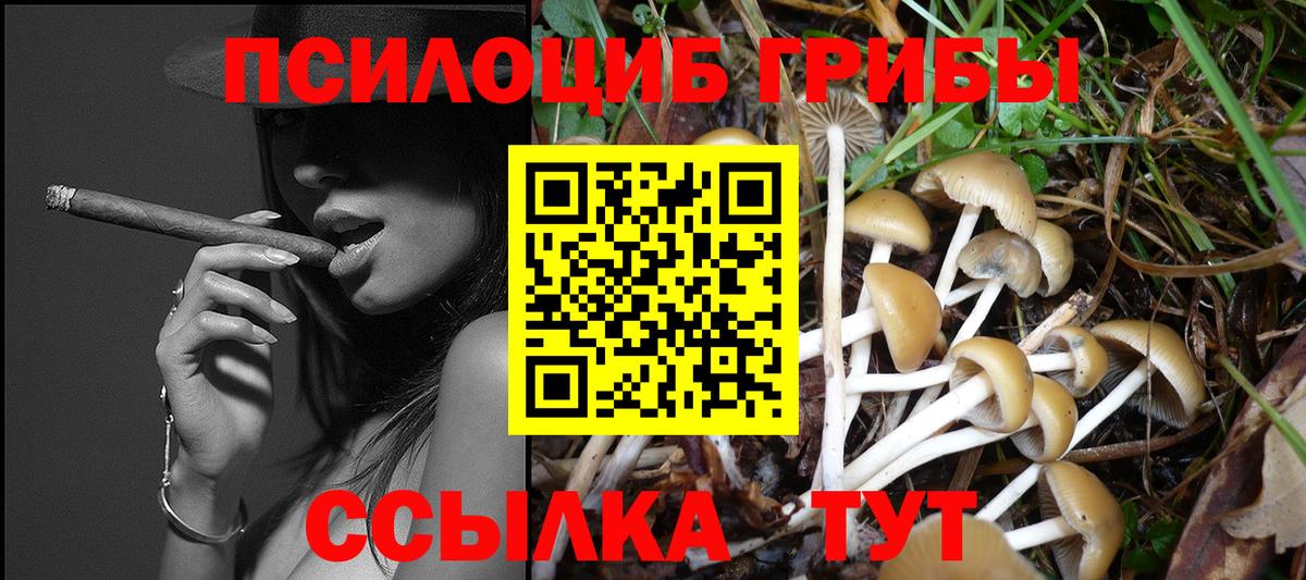 Псилоцибиновые грибы Psilocybine cubensis Берёзовский